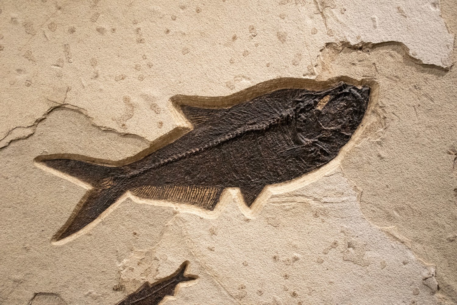 Fossil Fish Mural 8488 (SOLD)