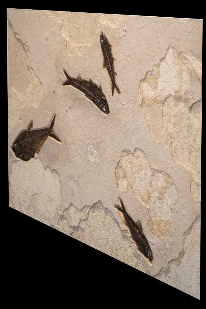Fossil Fish Mural 2801mm (SOLD)