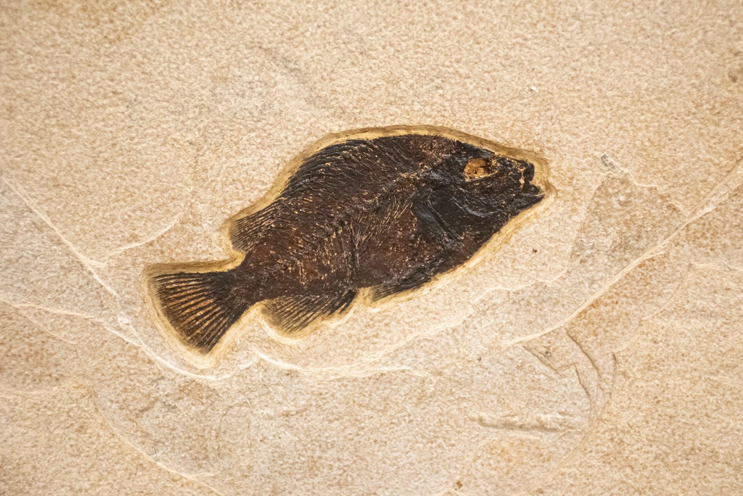 Fossil Fish Mural 6367am (SOLD)