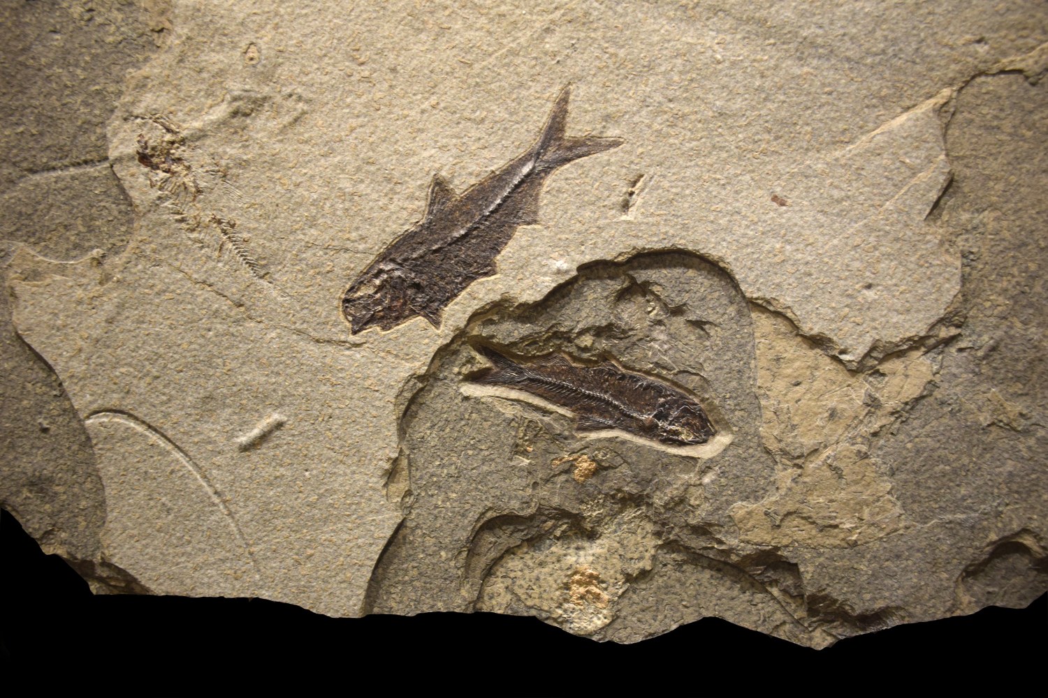 Fossil Fish Mural 8001am (SOLD)