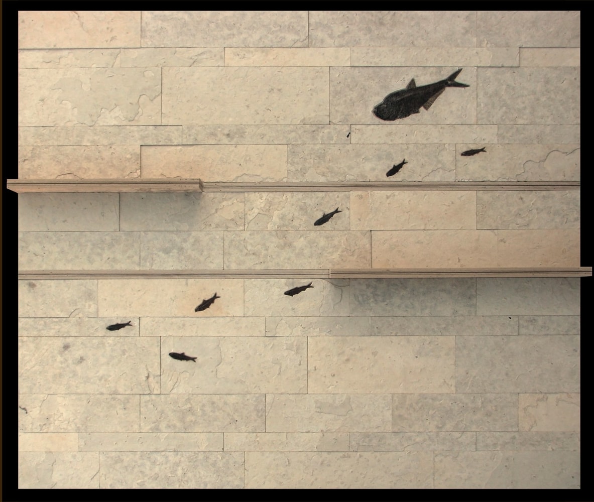 Fossil tile wall with fossil fish and two built-in shelves