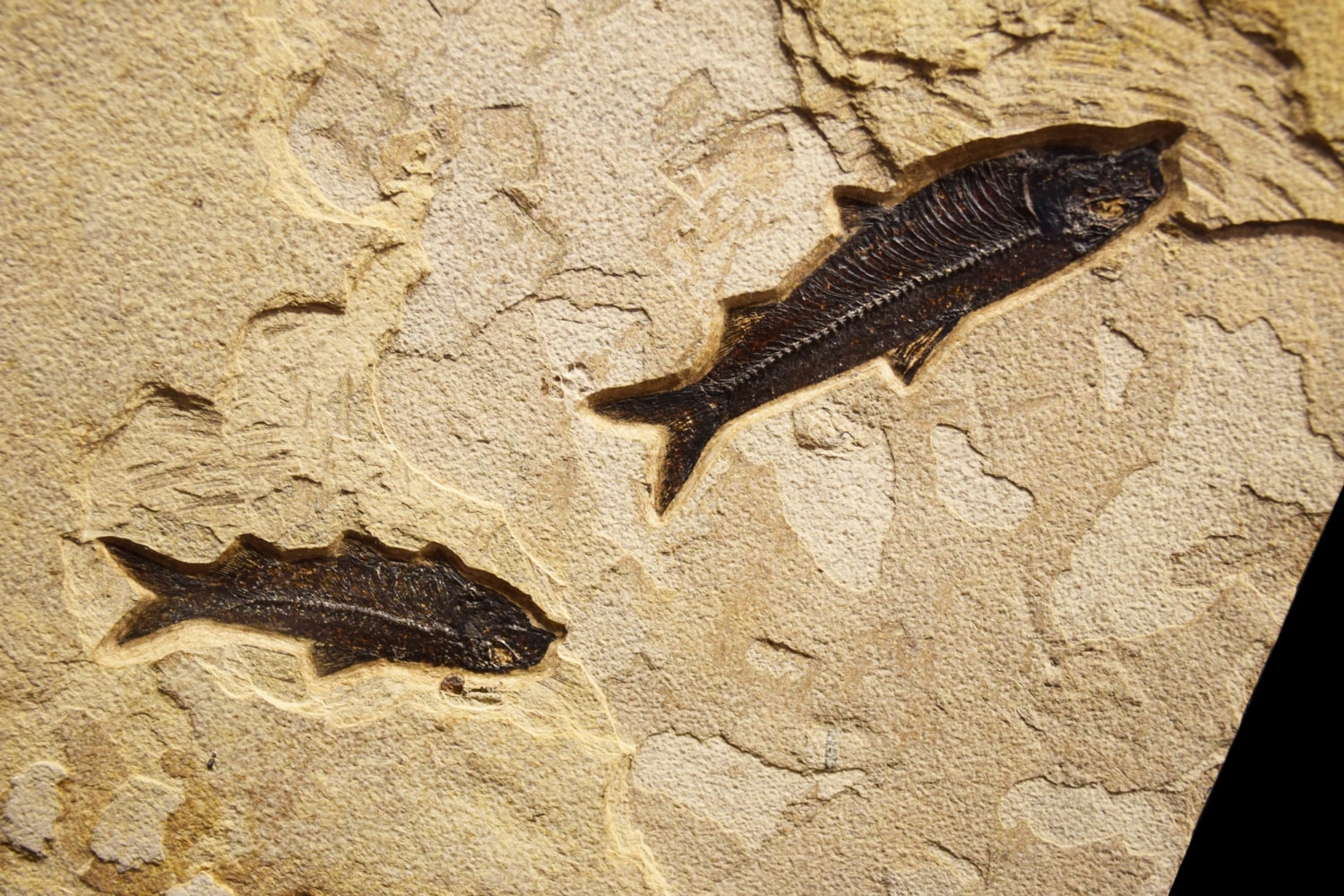 Fossil Fish Mural 8011gm (SOLD)