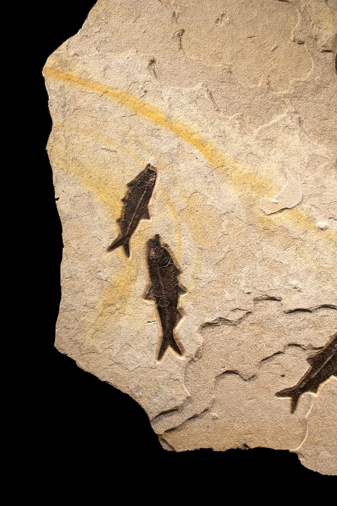 Fossil Fish Mural 9532cm (SOLD)