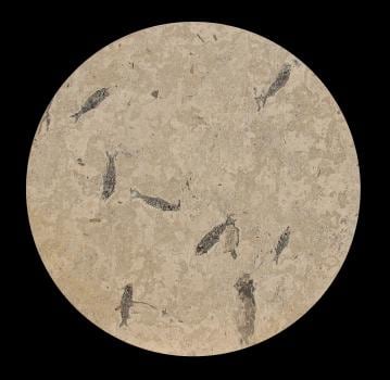 Q131017008t

Size:&amp;nbsp;36&amp;quot;H &amp;times; 36&amp;quot;W &amp;times; 1 1/4&amp;quot;D

(7) Knightia between 4-1/2&amp;quot; and 6&amp;quot;