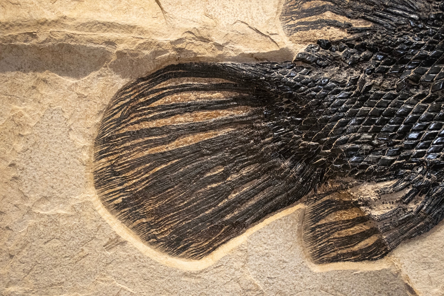 Fossil Gar Mural 7001cm (SOLD)