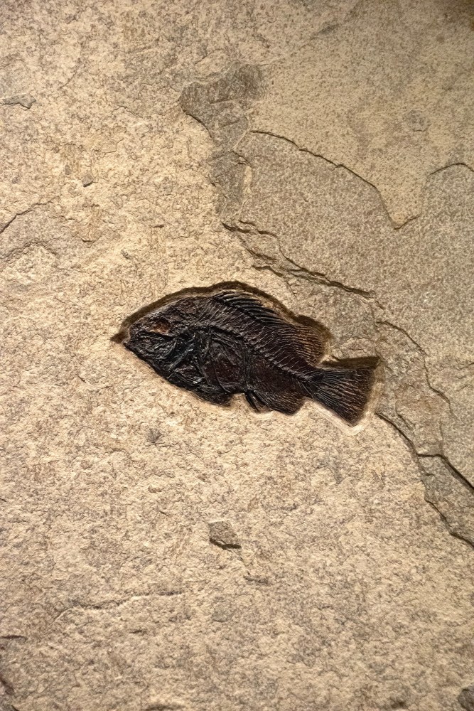 Fossil Fish Mural 7003cm (SOLD)