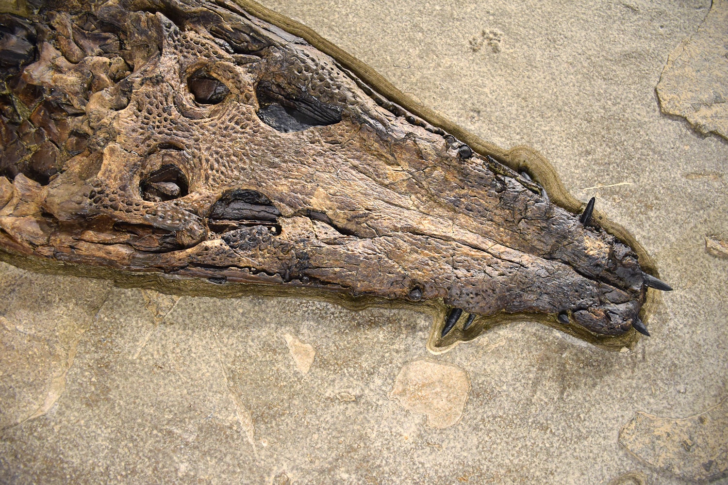 Fossil Crocodile Mural 8703gm