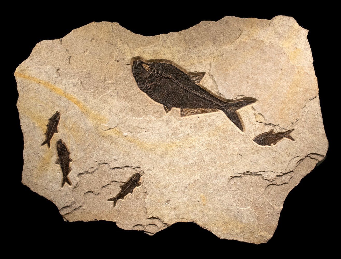 Fossil Fish Mural 9532cm (SOLD)