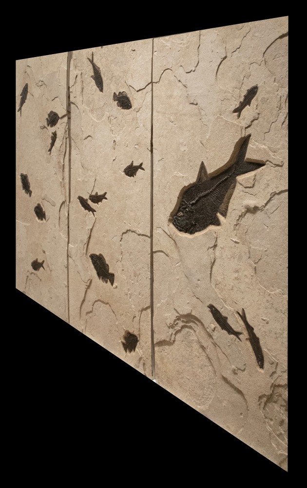 Fossil Fish Triptych Mural 9006gm (SOLD)