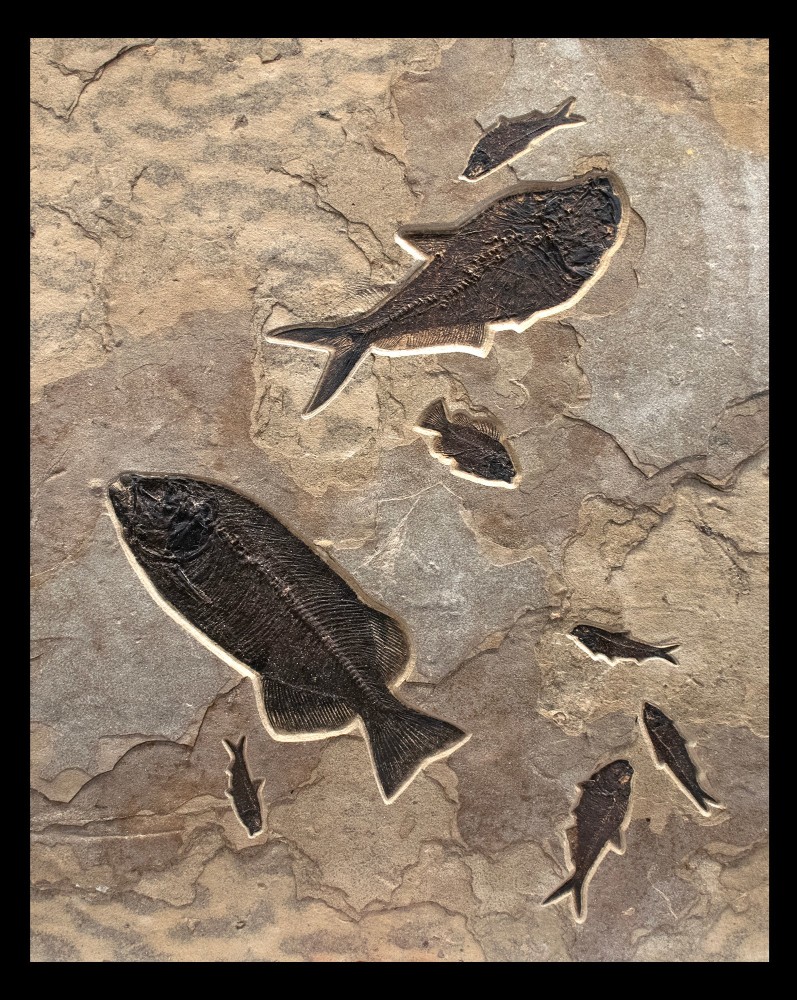 Fossil Fish Triptych 5002ABC (SOLD)
