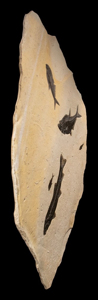 Fossil Fish Mural 5611gm (SOLD)