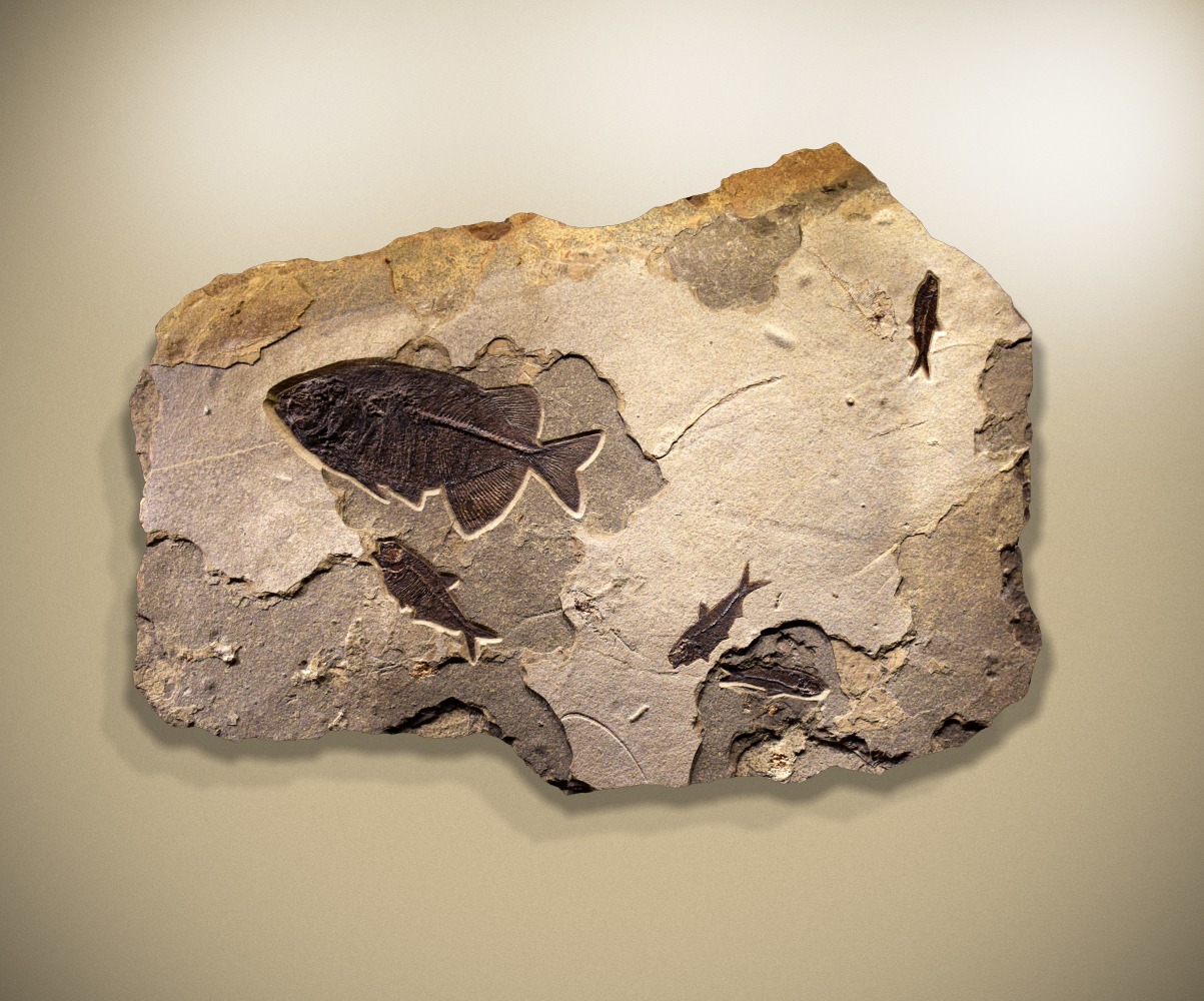 Fossil Fish Mural 8001am (SOLD)