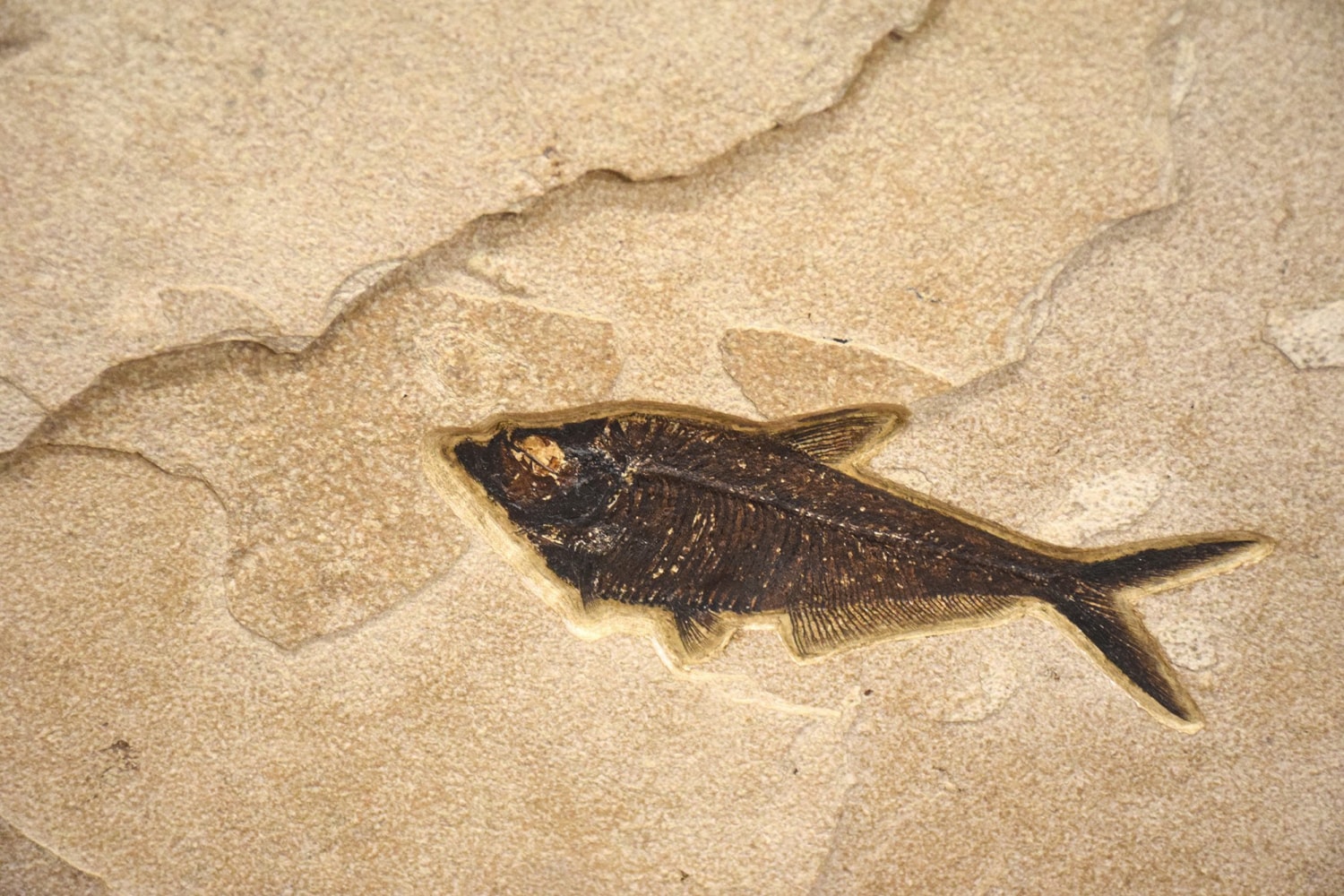 Fossil Fish Mural 6367am (SOLD)