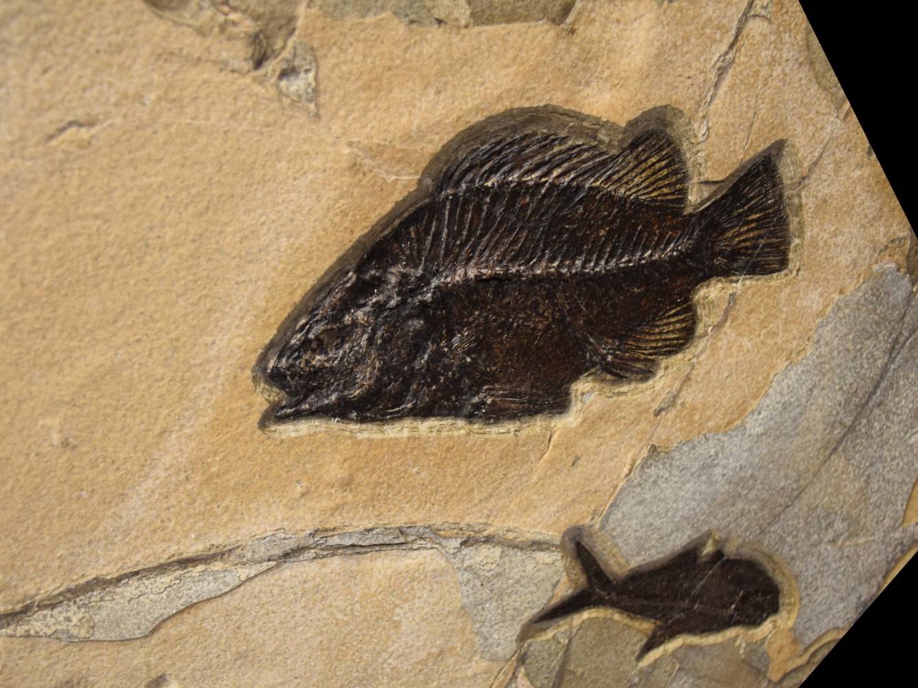 Fossil Fish &amp; Plant Mural 8004cm (SOLD)