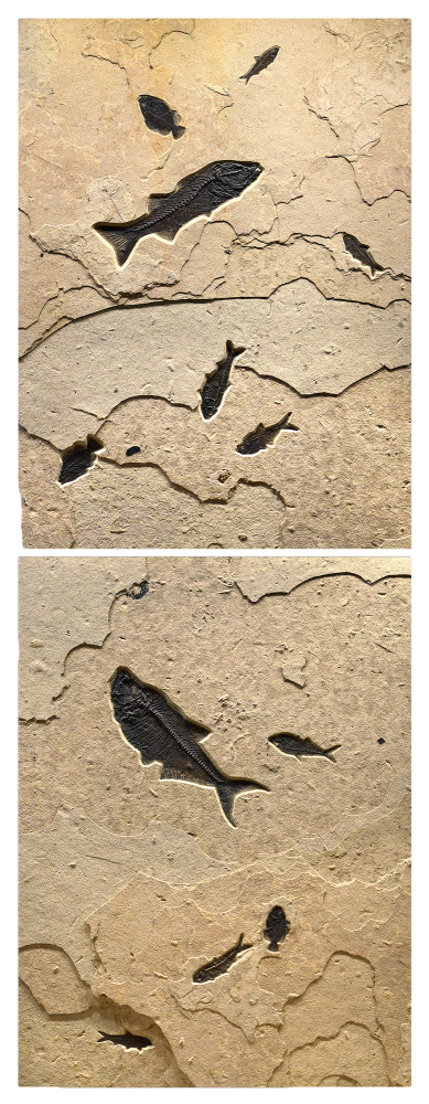 Fossil Fish Diptych 3778ab
