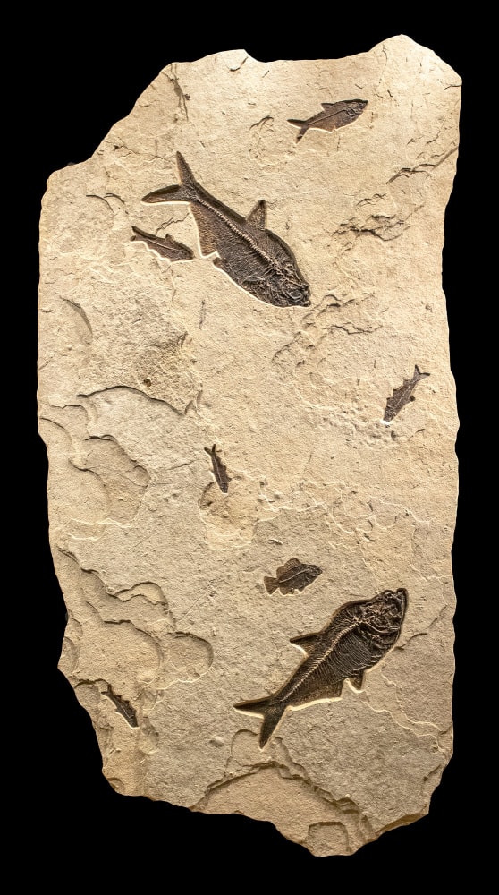 Fossil Mural 0004gm (SOLD)