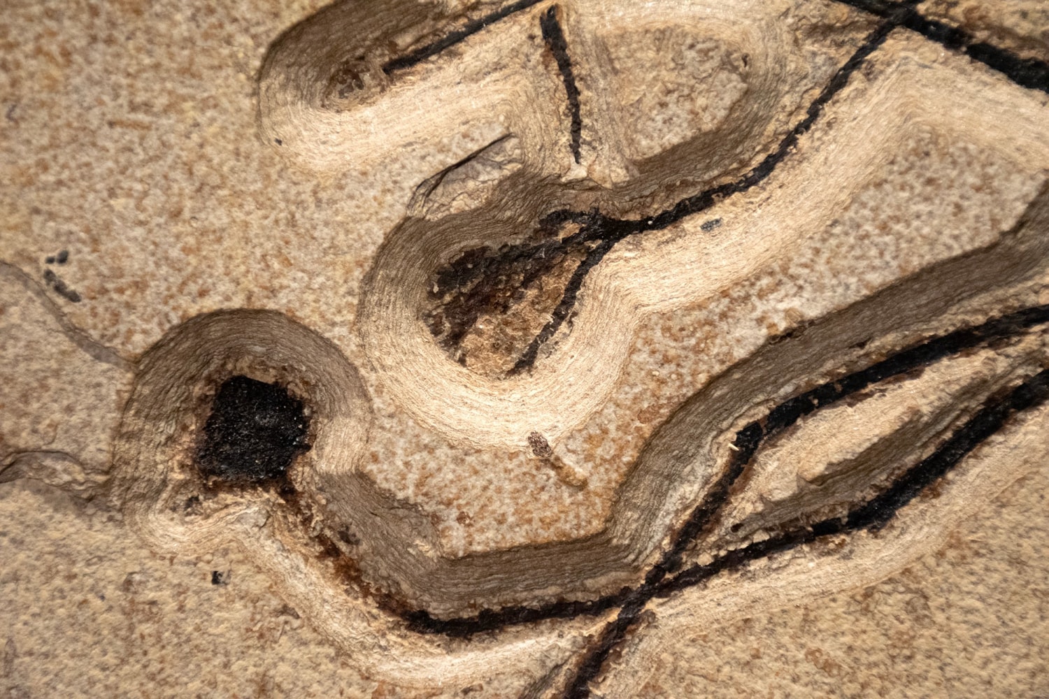 Fossil Fish and Plant Mural 1004cm (SOLD)