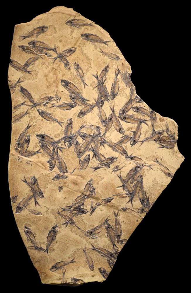 Fossil Fish Mural 7774am