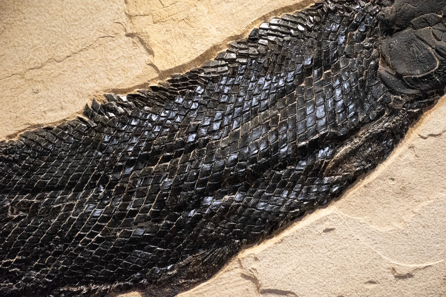 Fossil Gar Mural 7001cm (SOLD)