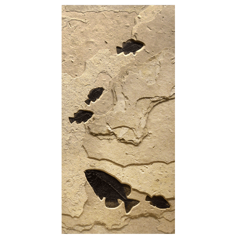 panel 3: four&amp;nbsp;Cockerellites liops, one&amp;nbsp;Phareodus testis