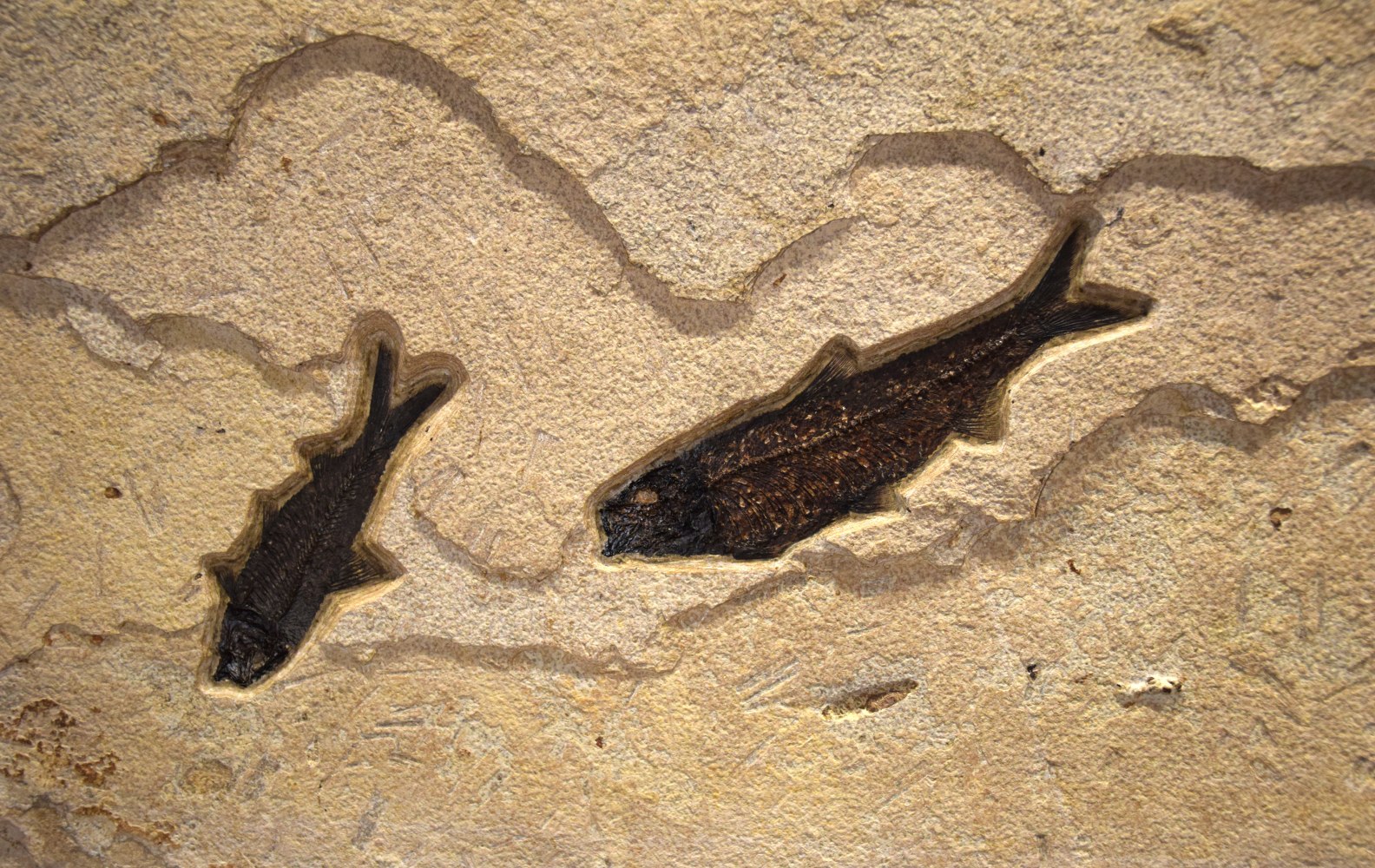 Detail view of two Knightia eocaena.