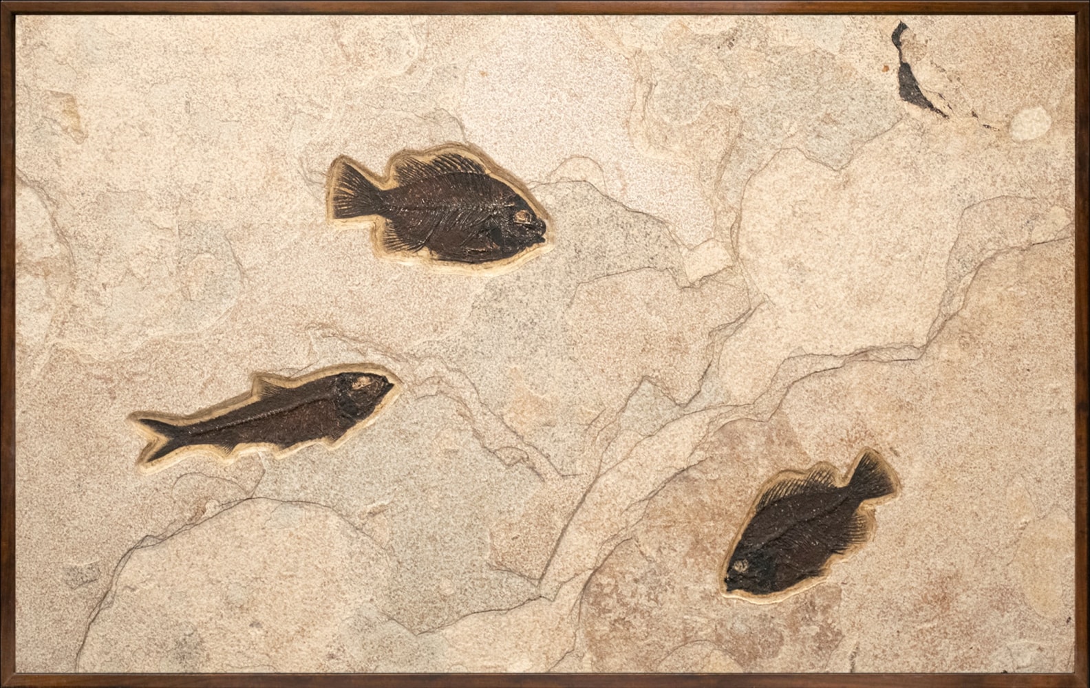 Fossil Fish Mural 1482mm (SOLD)