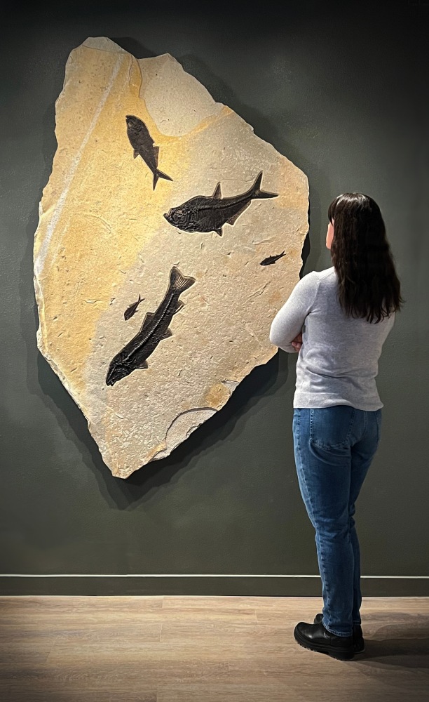 Fossil Fish Mural 5611gm (SOLD)