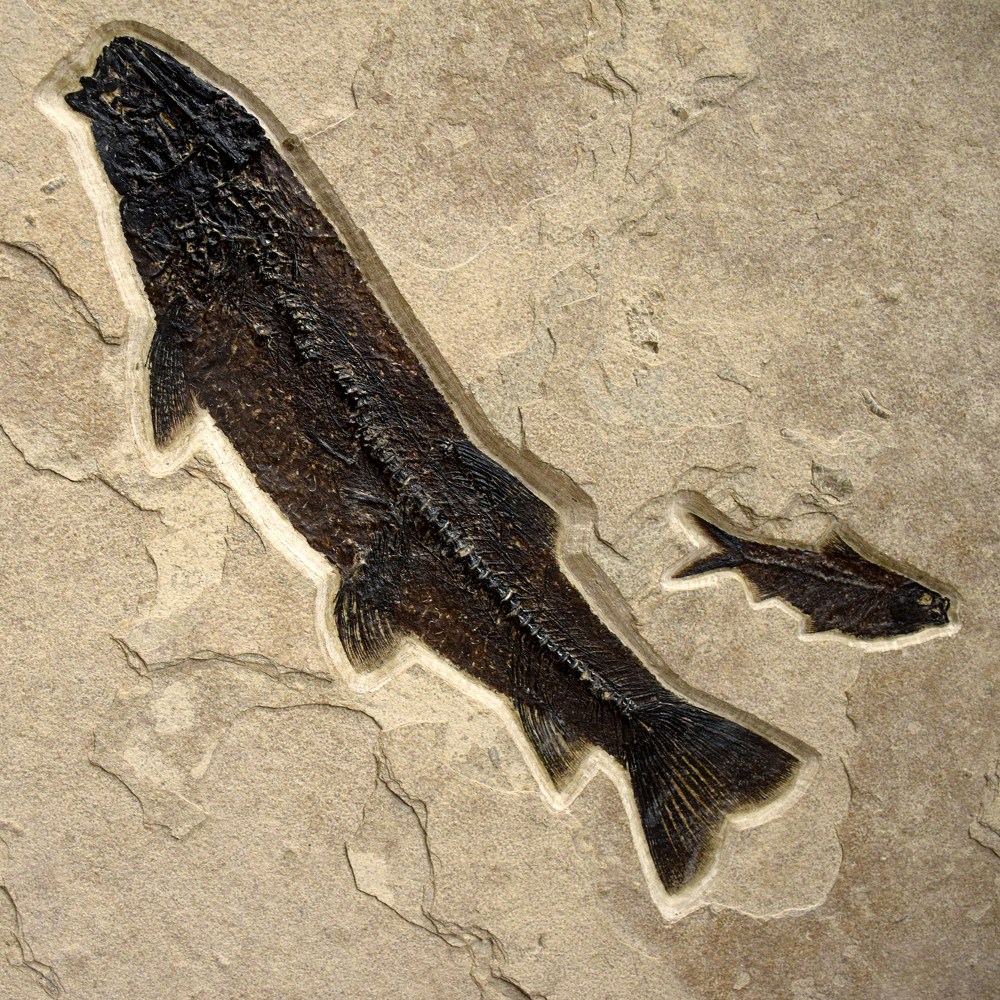 Notogoneus osculus (large) and Knightia eocaena (small)