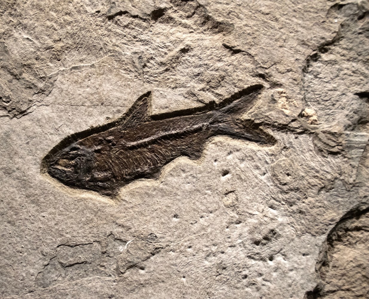Fossil Fish Mural 6313am (SOLD)