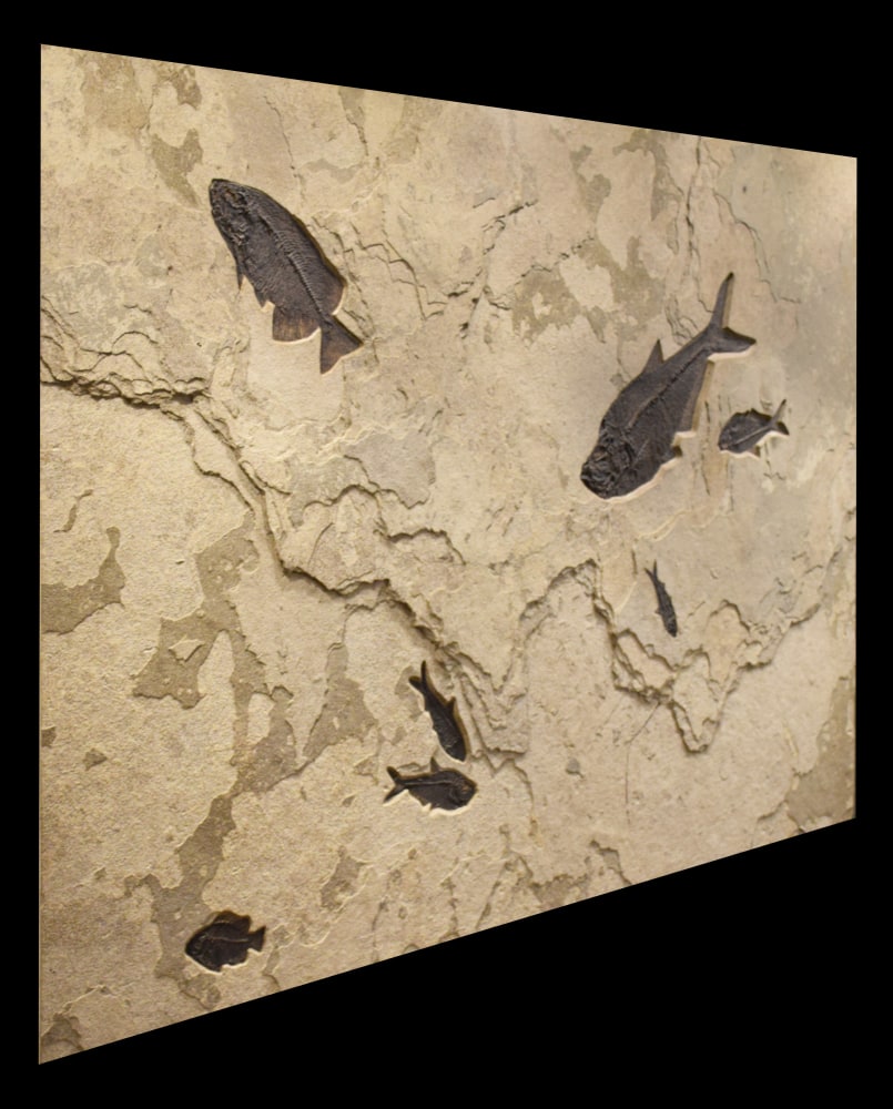 Fossil Fish Mural 0003gm (SOLD)
