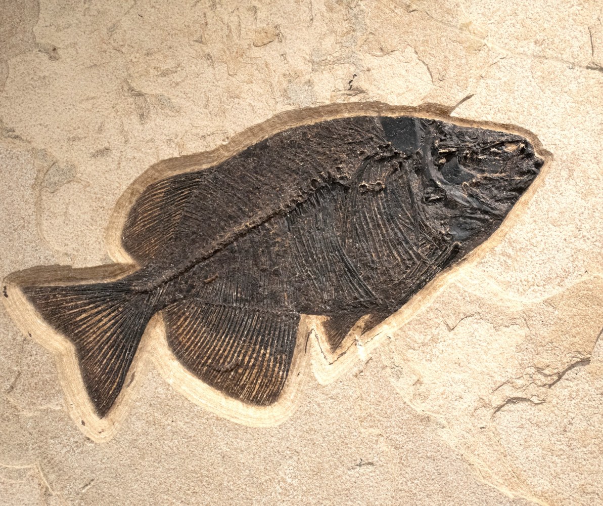 Fossil Fish Mural 6345am (SOLD)