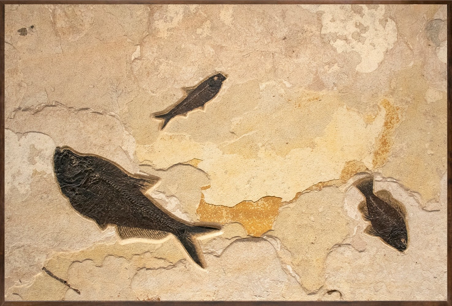 Fossil Fish Mural 0650am - An Accent sized fossil fish mural with three ...