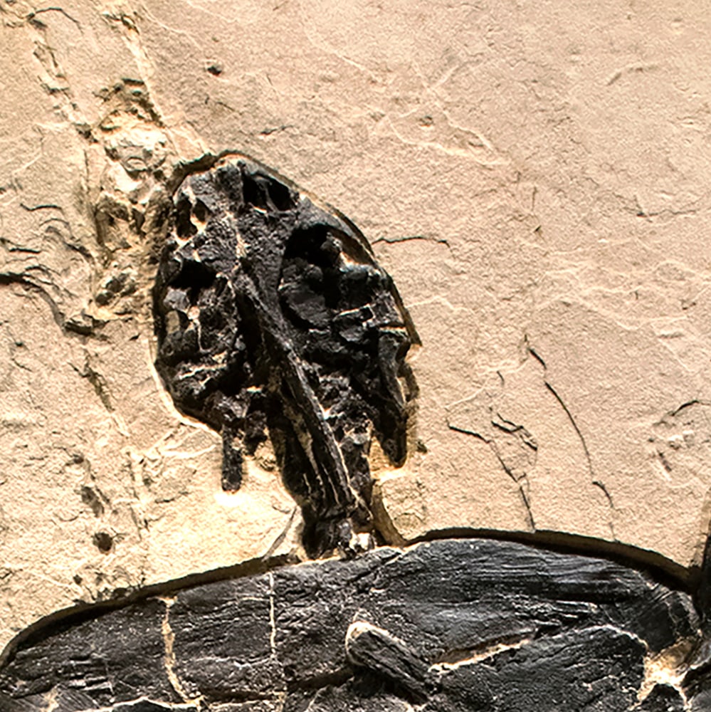 Fossil Turtle Mural 7500gm (SOLD)