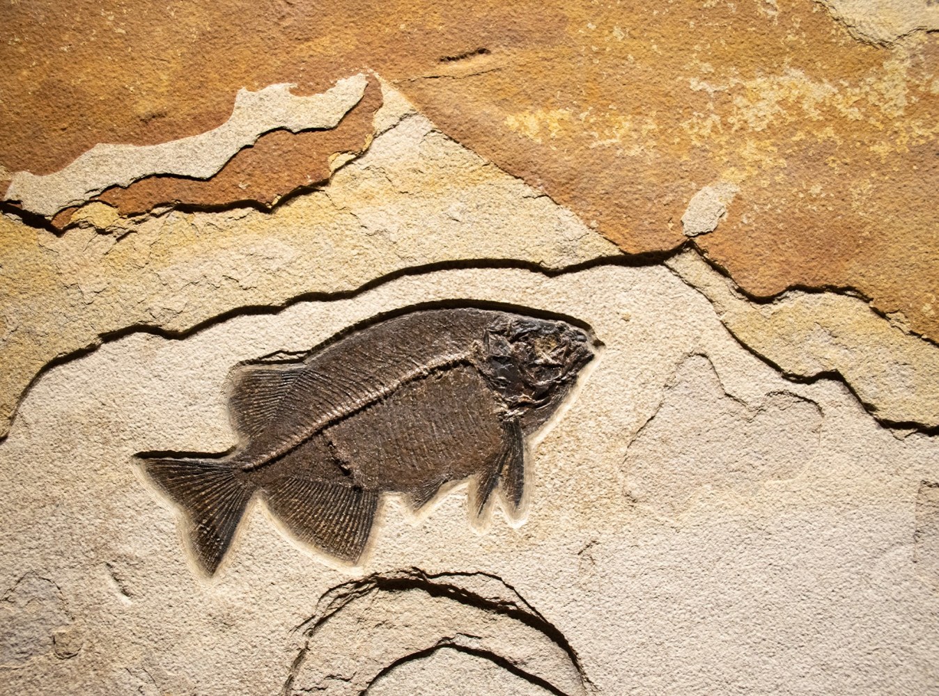Fossil Fish Mural 4740am(SOLD)