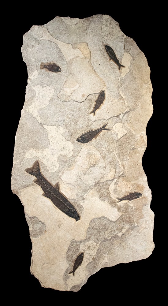 Fossil Mural 6750gm (SOLD)