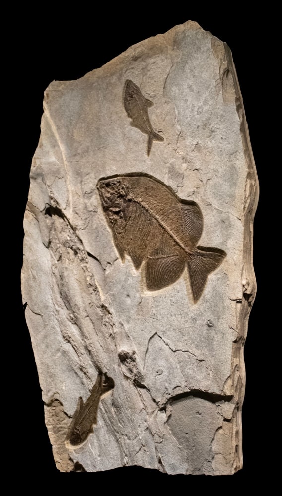 Fossil Fish Mural 9523am (SOLD)