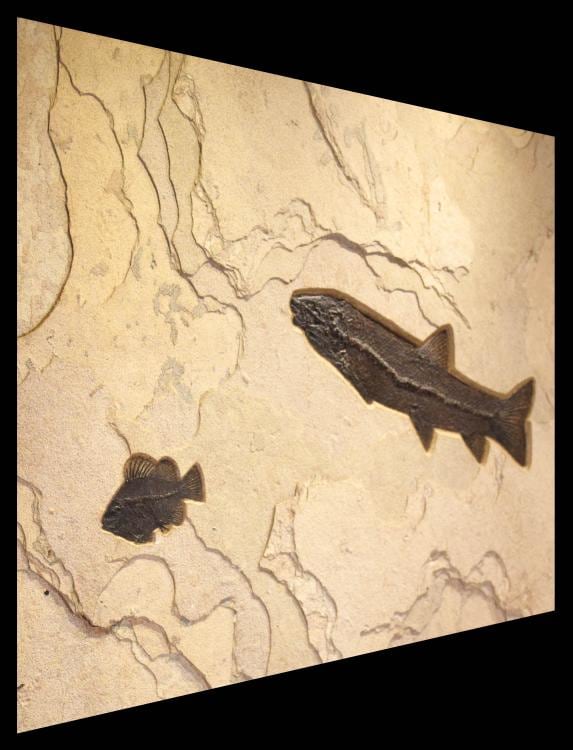Fossil Fish Mural 8703am