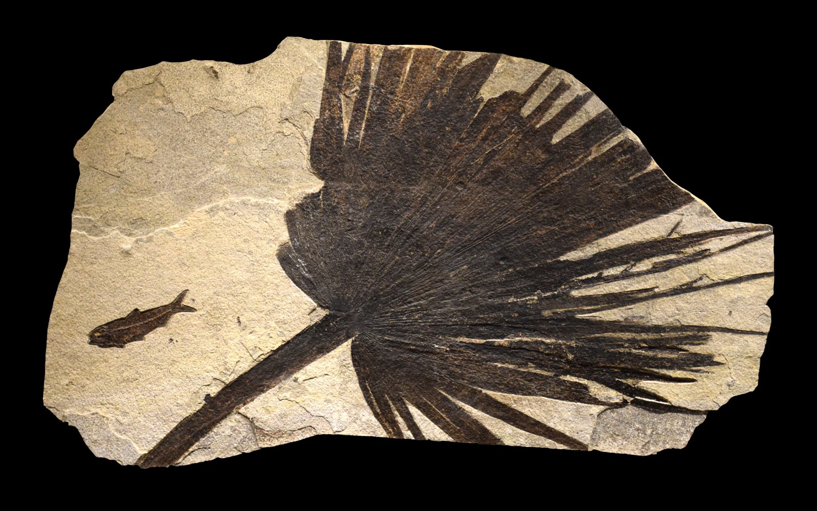 Fossil Plant and Fish Mural 2207am (SOLD)