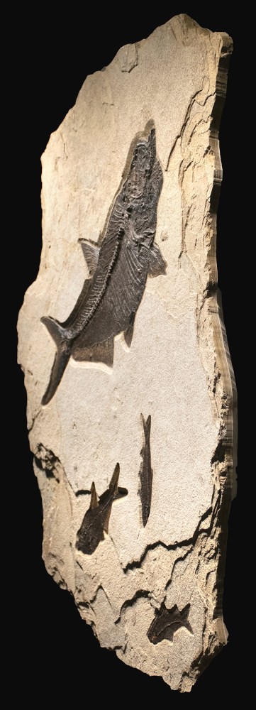 Fossil Fish Mural 7426am (SOLD)