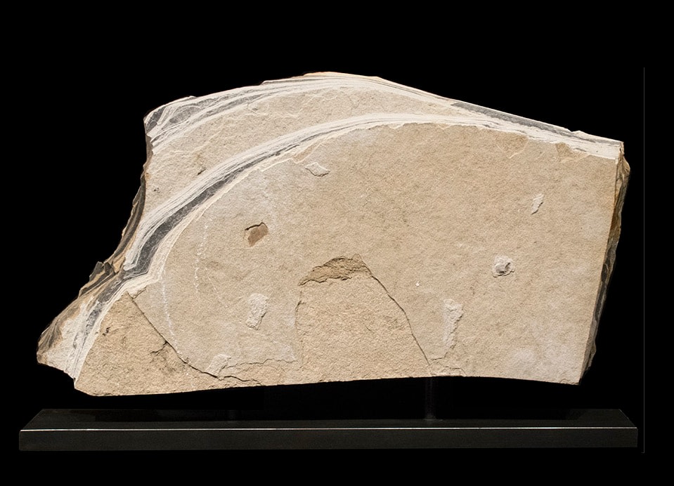 Fossil Sculpture 0329