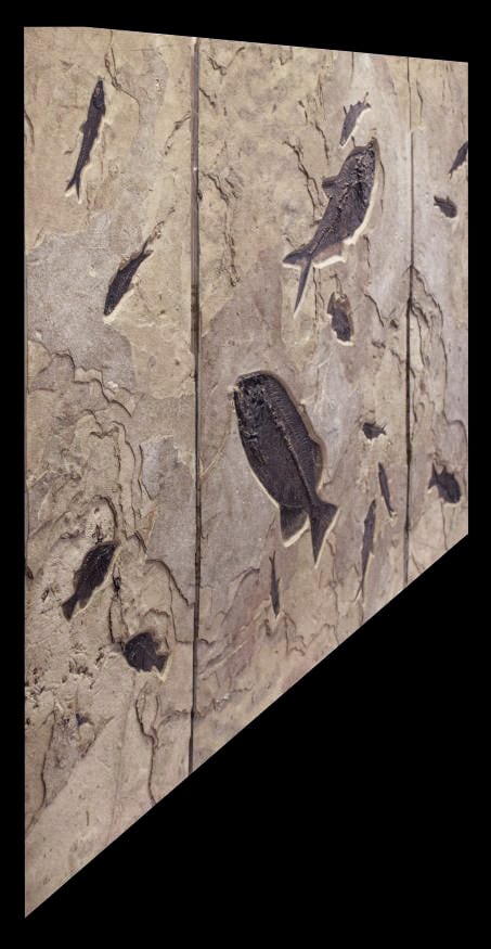 Fossil Fish Triptych 5002ABC (SOLD)