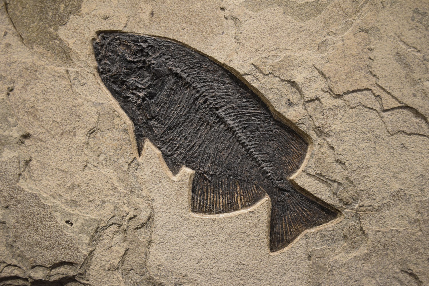 Fossil Fish Mural 0003gm (SOLD)