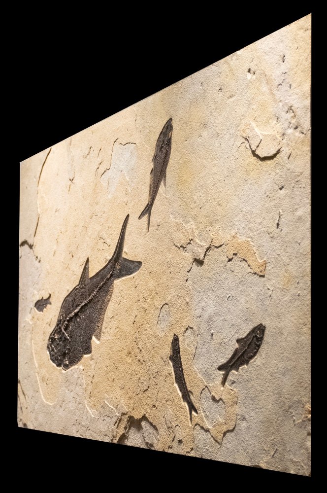 Fossil Fish Mural 2004cm (SOLD)