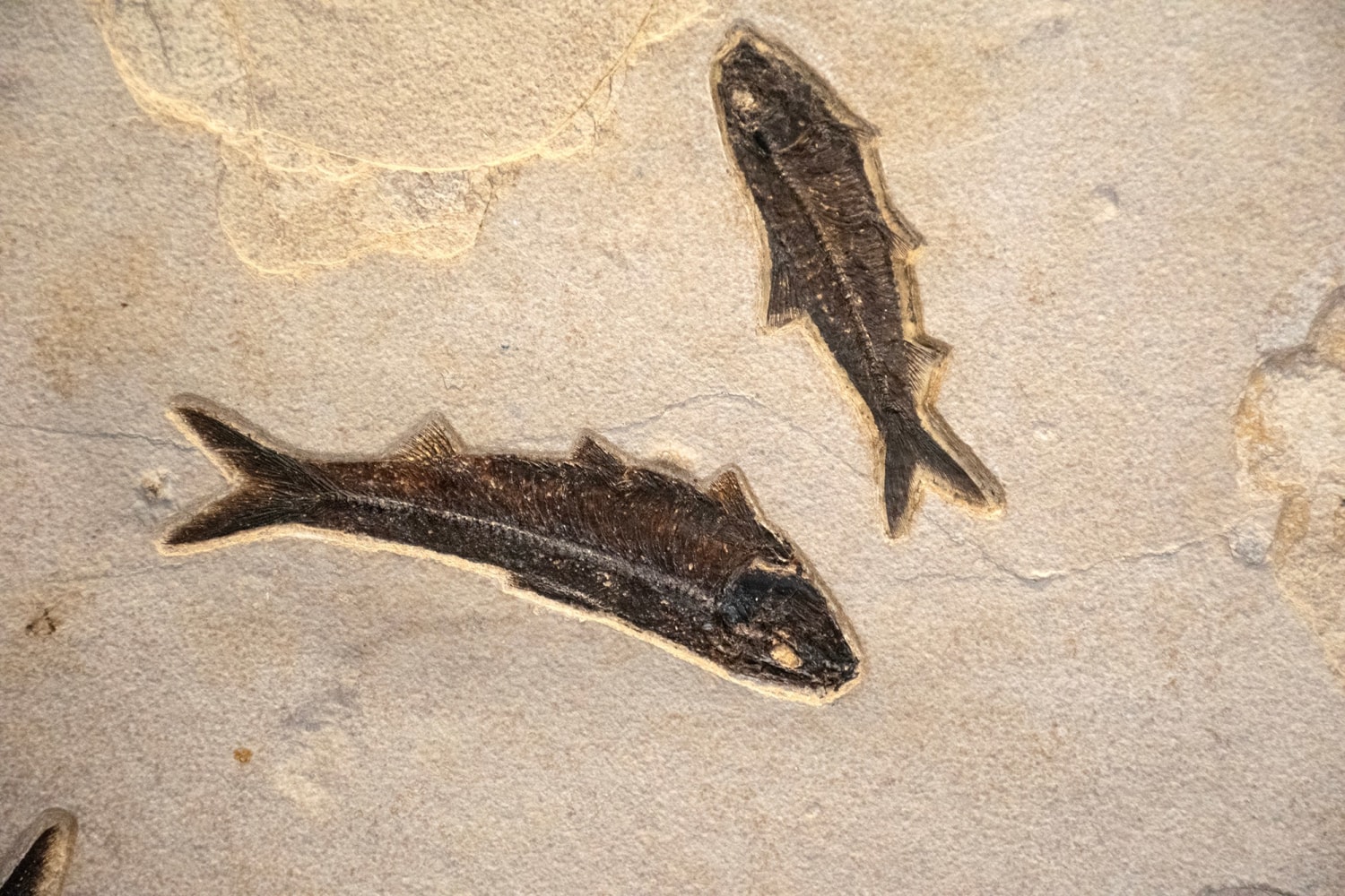 Fossil Fish Mural 2801mm (SOLD)