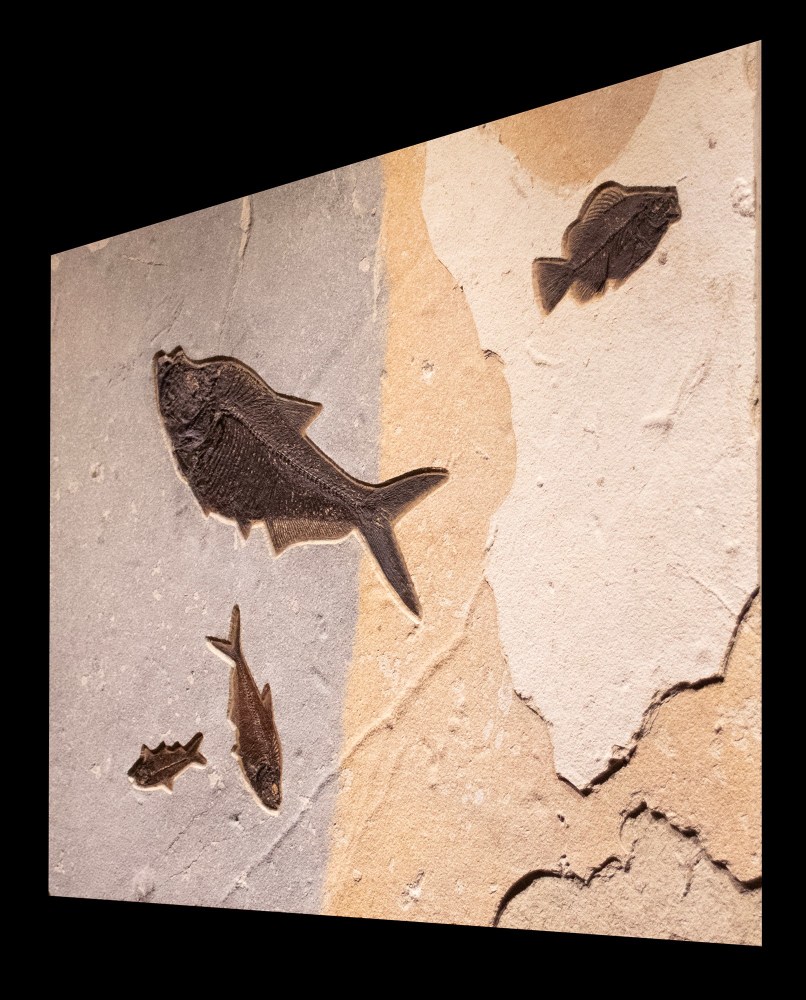 Fossil Fish Mural 1701am (SOLD)