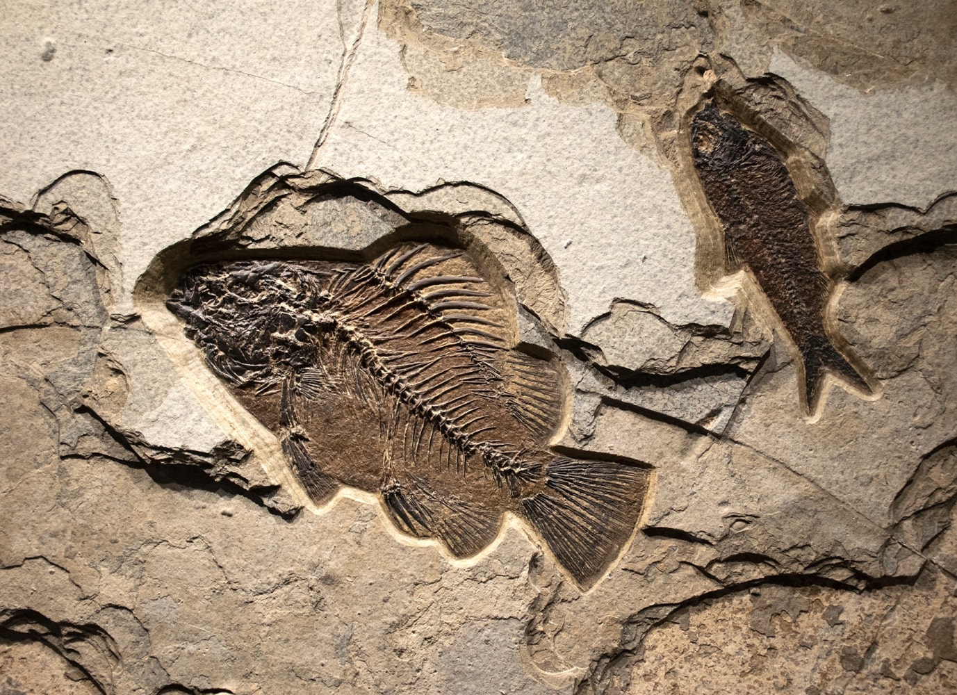 Fossil Mural 0800am (SOLD) A vertical mural quarried from a dark