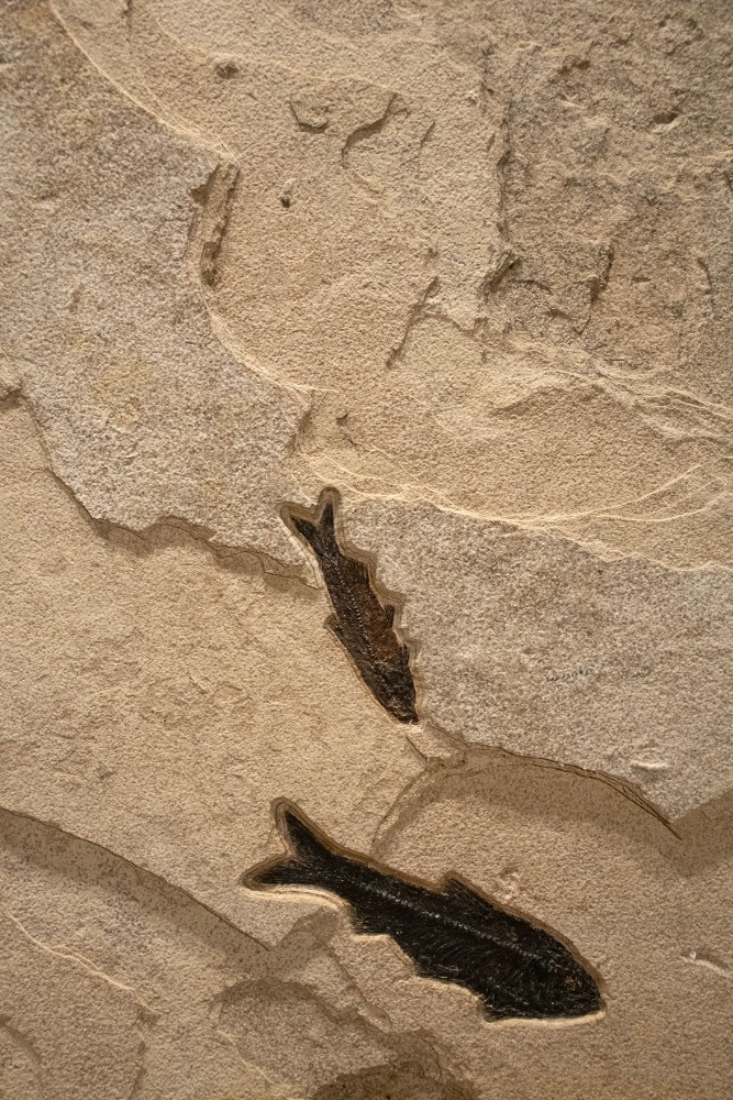 Fossil Fish Mural 2007cm (SOLD)