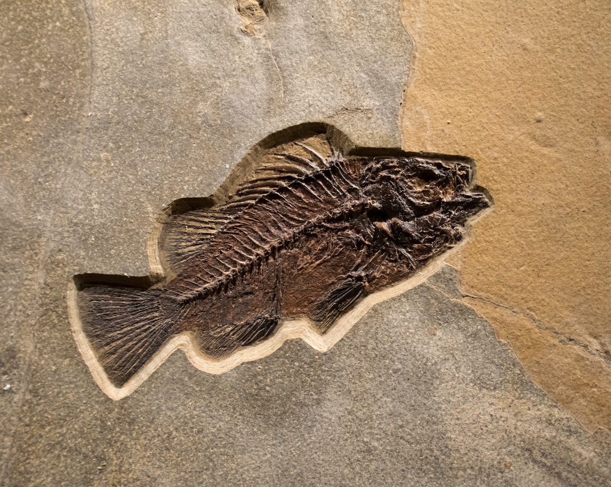 Fossil Mural 8007am (SOLD)