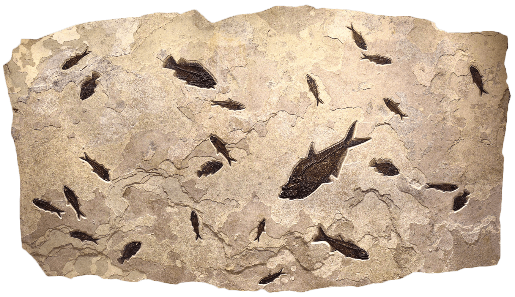 Fossil Fish Mural 8001gm