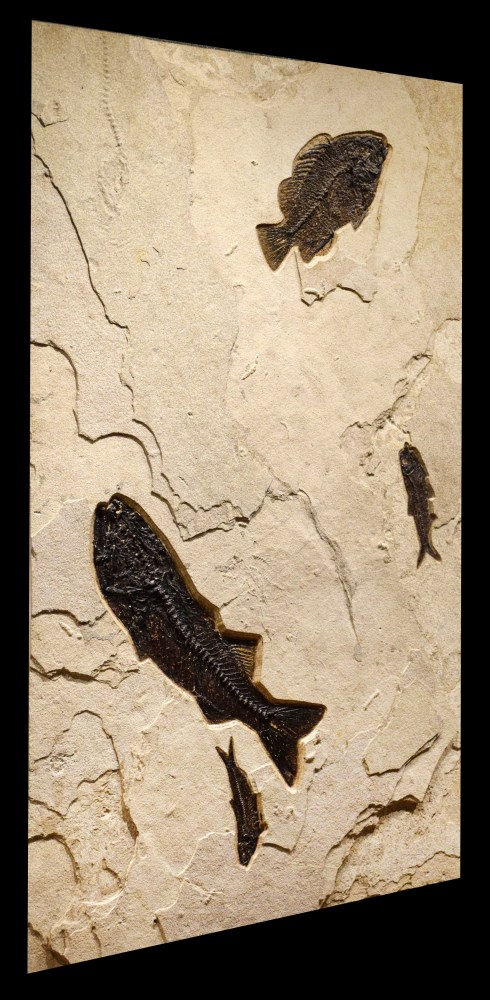 Fossil Fish Mural 7007am (sold)